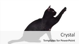  Presentation with toy - Presentation theme having cute swimming class in pool background and a seafoam green colored foreground