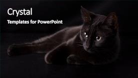  Presentation with cat - PPT theme consisting of black cat resting against dark background and a black colored foreground