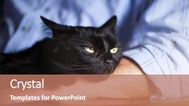  Presentation with black cat in front - Amazing presentation theme having black cat resting her head backdrop and a coral colored foreground