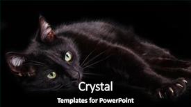  Presentation with cat - Beautiful presentation theme featuring black cat showing it's backdrop and a black colored foreground