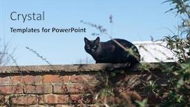  Presentation with cat - Cool new PPT layouts with black-cat-sitting backdrop and a light blue colored foreground