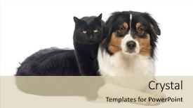  Presentation with cat - Theme having black cat standing background and a lemonade colored foreground