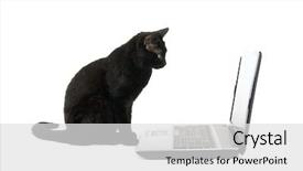  Presentation with cat - Colorful PPT theme enhanced with black cat staring backdrop and a light gray colored foreground