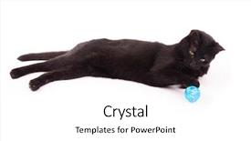  Presentation with paw - Beautiful presentation theme featuring black cat with a blue ball under her paw on white backdrop and a white colored foreground