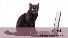  Presentation with contemplating - Amazing slide set having black cat with a contemplating backdrop and a violet colored foreground