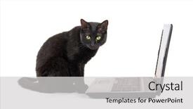  Presentation with contemplating - Presentation design consisting of black cat with a contemplating background and a light gray colored foreground