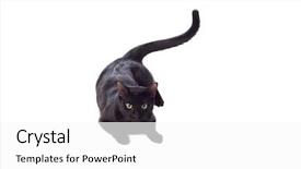 Presentation with black yellow - Colorful PPT layouts enhanced with black cat with yellow eyes backdrop and a white colored foreground