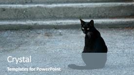 Presentation with cat - Colorful PPT layouts enhanced with black cat backdrop and a light blue colored foreground