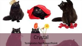  Presentation with black cats - Audience pleasing PPT theme consisting of black cats isolated collage of six photos backdrop and a violet colored foreground
