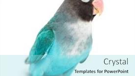  Presentation with mutation - Presentation theme having black-cheecked-lovebird-agapornis-nigrigenis background and a arctic colored foreground
