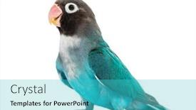  Presentation with mutation - PPT layouts consisting of black-cheecked-lovebird-agapornis-nigrigenis background and a teal colored foreground