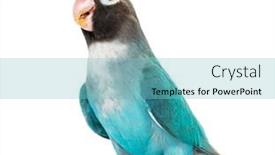  Presentation with mutation - PPT theme with black-cheecked-lovebird-agapornis-nigrigenis background and a seafoam green colored foreground