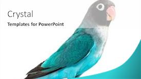  Presentation with mutation - Presentation theme featuring black-cheecked-lovebird-agapornis-nigrigenis background and a white colored foreground