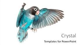  Presentation with mutation - PPT theme consisting of black-cheecked-lovebird-wings-spread background and a white colored foreground