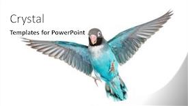  Presentation with mutation - Slide deck featuring black-cheecked-lovebird-wings-spread background and a white colored foreground