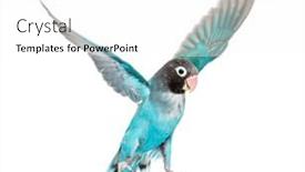  Presentation with mutation - PPT theme enhanced with black-cheecked-lovebird-wings-spread background and a white colored foreground