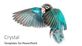  Presentation with mutation - Slide set enhanced with black-cheecked-lovebird-wings-spread background and a white colored foreground