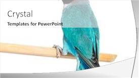  Presentation with mutation - Slides enhanced with black-cheecked-lovebird background and a white colored foreground