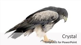  Presentation with black hawk eagle - Presentation theme with black-chested buzzard-eagle - geranoaetus background and a white colored foreground