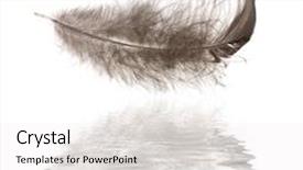  Presentation with feather - PPT layouts featuring black chicken feather with reflection isolated on white background background and a white colored foreground