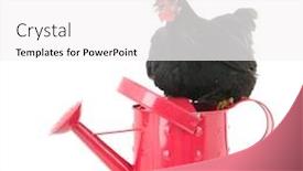  Presentation with pink black - PPT theme enhanced with black-chicken-sitting-on-pink background and a white colored foreground