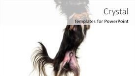  Presentation with black - Slides having black-chihuahua-begging background and a white colored foreground