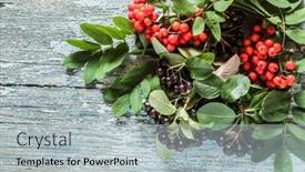  Presentation with wood ash - Cool new PPT theme with black chokeberry aronia melanocarpa berries with ash berry decoration on wood background backdrop and a light gray colored foreground