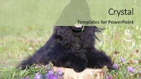  Presentation with green lawn - Presentation theme having black cocker spaniel sitting background and a mint green colored foreground