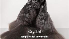  Presentation with haircut - Theme featuring black cocker spaniel background and a dark gray colored foreground