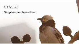  Presentation with hong kong - PPT layouts with black-collared-starling-bird background and a white colored foreground