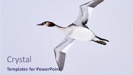  Presentation with danube delta - Amazing PPT layouts having black-cormorant-phalacrocorax-carbo-danube backdrop and a sky blue colored foreground