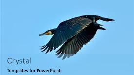  Presentation with flying - Presentation theme consisting of black cormorant phalacrocorax carbo flying background and a light blue colored foreground