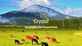  Presentation with orange and black backrgound - Audience pleasing presentation consisting of black cows graze on green backdrop and a tawny brown colored foreground