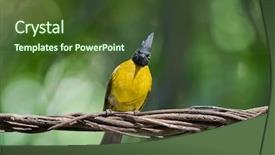  Presentation with passerine - Presentation theme consisting of black-crested bulbul passerine bird background and a tawny brown colored foreground