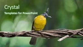  Presentation with passerine - Theme having black-crested bulbul passerine bird background and a tawny brown colored foreground
