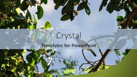  Presentation with fig tree - Slide set with black-crested-bulbul-rubigula-flaviventris background and a light blue colored foreground