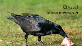 Presentation with crow - Presentation enhanced with black crow eating corvus corone background and a seafoam green colored foreground