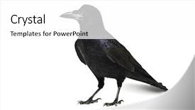  Presentation with crow - Amazing PPT theme having black crow isolated on white backdrop and a white colored foreground