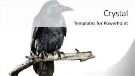  Presentation with crow - Colorful slide deck enhanced with black crow isolated on white backdrop and a white colored foreground