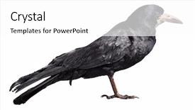  Presentation with crow - Colorful slide set enhanced with black crow isolated on white backdrop and a white colored foreground
