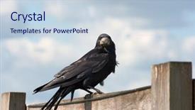  Presentation with crow - Beautiful slides featuring black-crow-on-a-wooden backdrop and a lemonade colored foreground