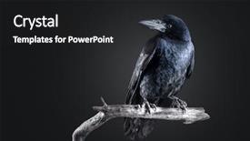  Presentation with crow - Cool new slides with black crow portrait close up backdrop and a dark gray colored foreground