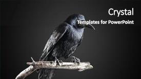  Presentation with crow - Theme enhanced with black crow portrait close up background and a dark gray colored foreground