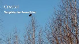  Presentation with crow - PPT theme consisting of black-crow-sitting background and a teal colored foreground