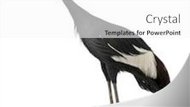  Presentation with crane - PPT theme with black-crowned-crane-balearica-pavonina background and a white colored foreground