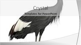  Presentation with crane - Amazing slides having black-crowned-crane-balearica-pavonina backdrop and a white colored foreground