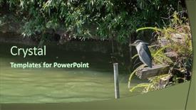  Presentation with water - Cool new presentation theme with black-crowned-night-heron-over backdrop and a tawny brown colored foreground