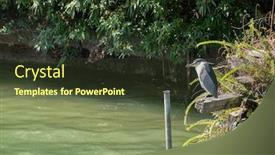  Presentation with asia - Slides with black-crowned-night-heron-over background and a tawny brown colored foreground