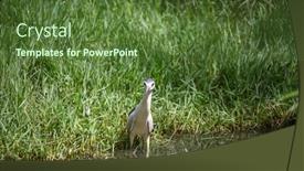  Presentation with night - Beautiful slides featuring black-crowned-night-heron backdrop and a tawny brown colored foreground
