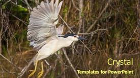  Presentation with flight - Presentation theme with black-crowned-night-heron background and a tawny brown colored foreground
